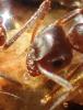 Lasius niger